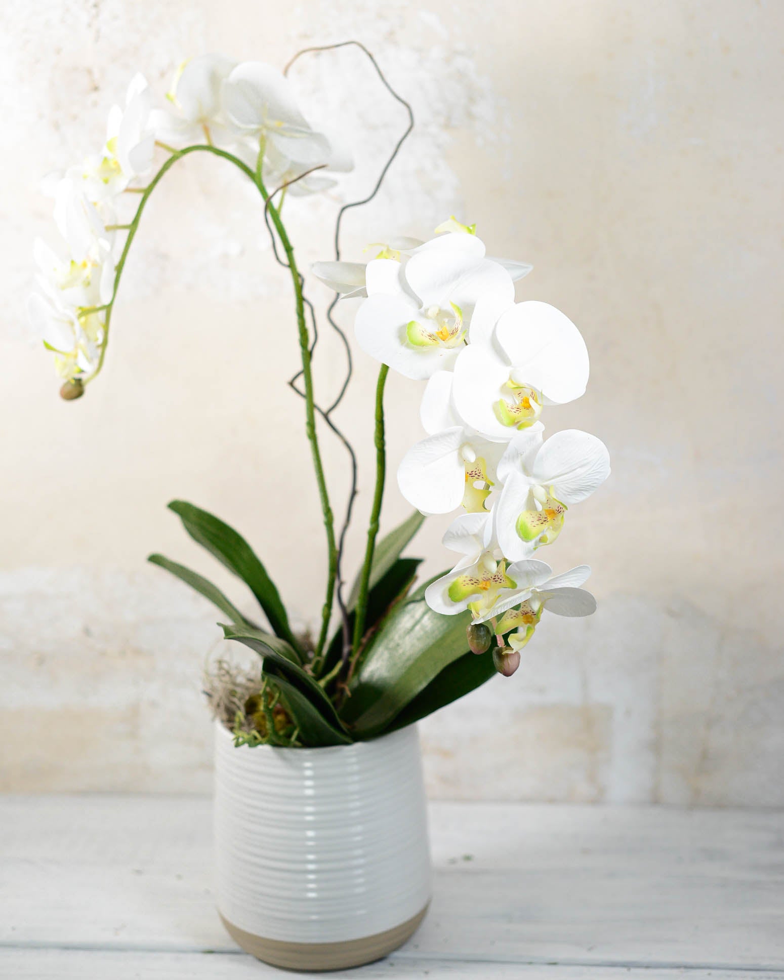 Double White Phalaenopsis Orchid Drop In