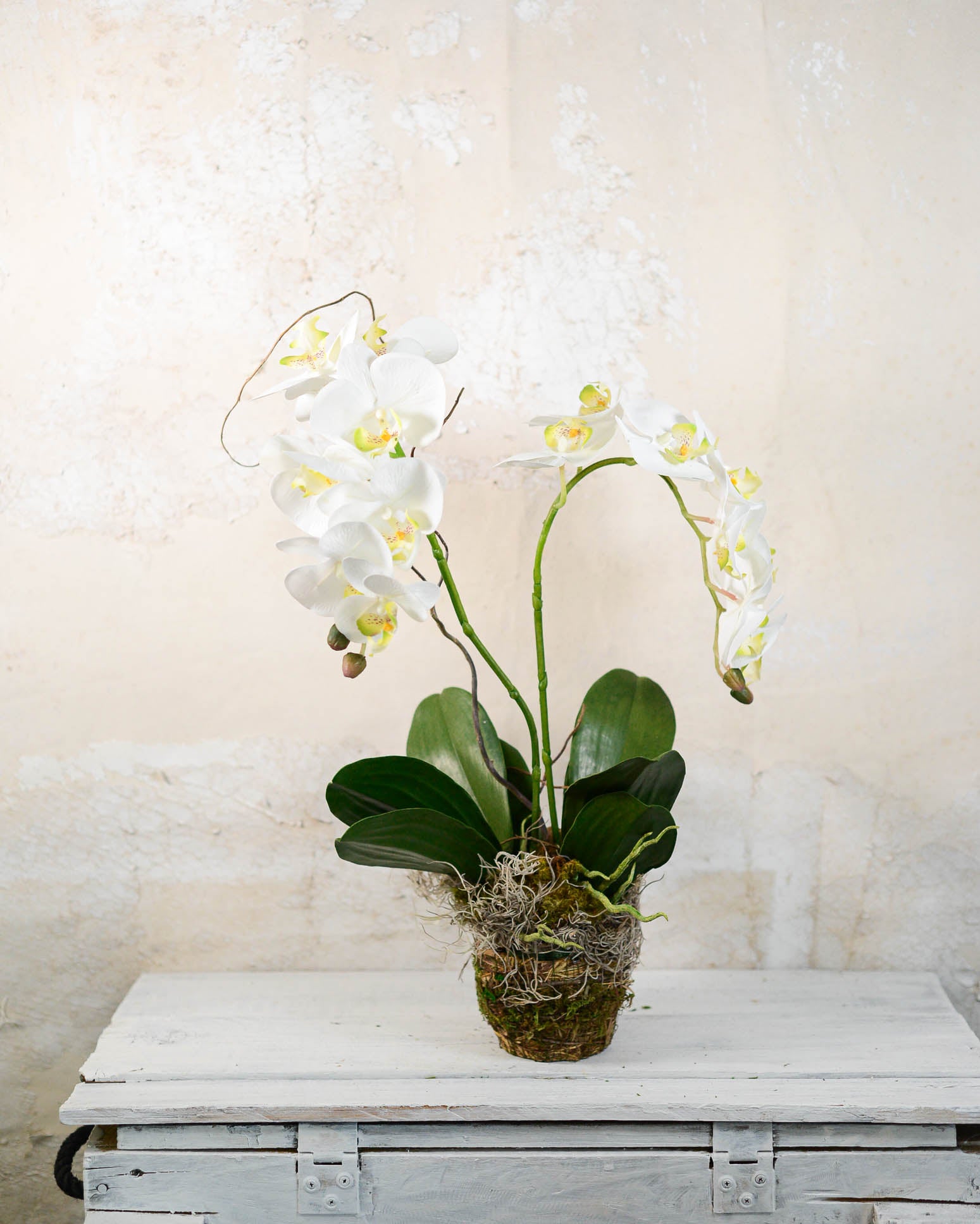 Double White Phalaenopsis Orchid Drop In