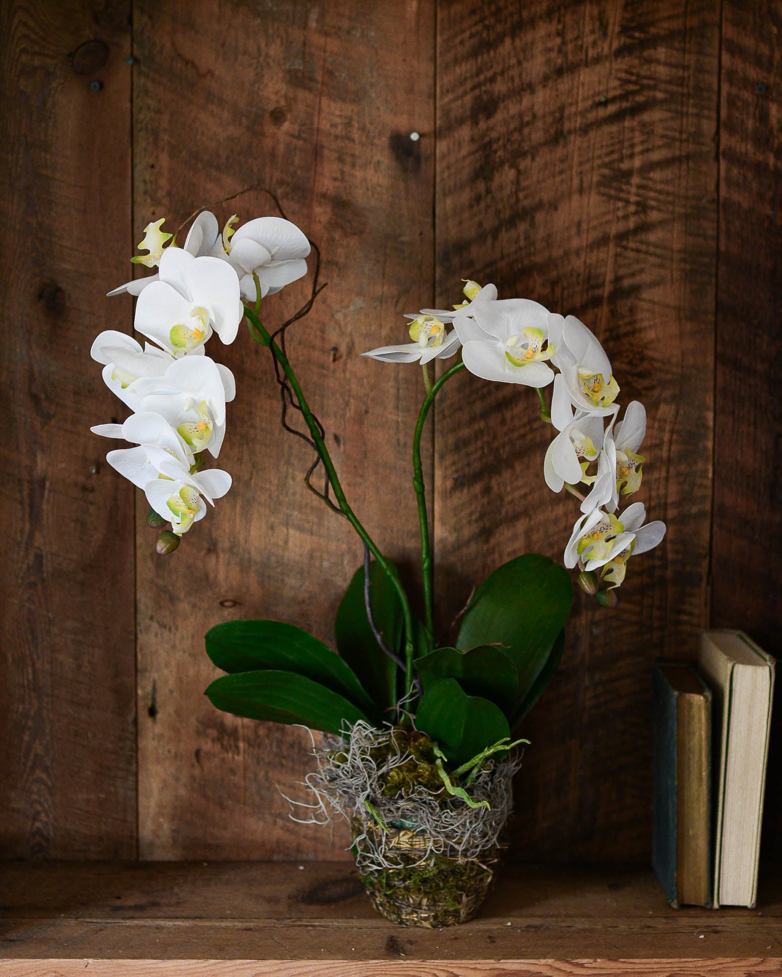 Double White Phalaenopsis Orchid Drop In