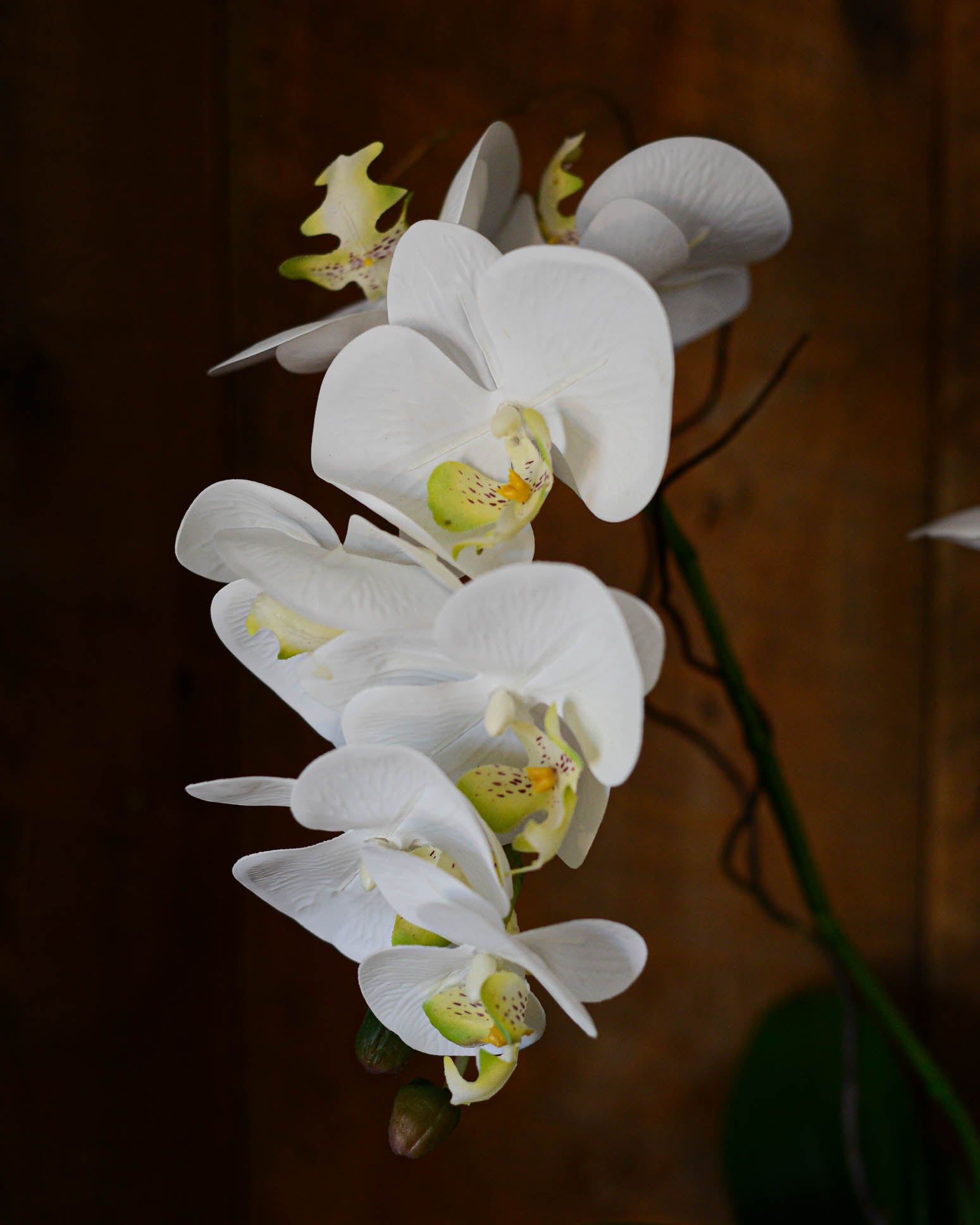 Double White Phalaenopsis Orchid Drop In