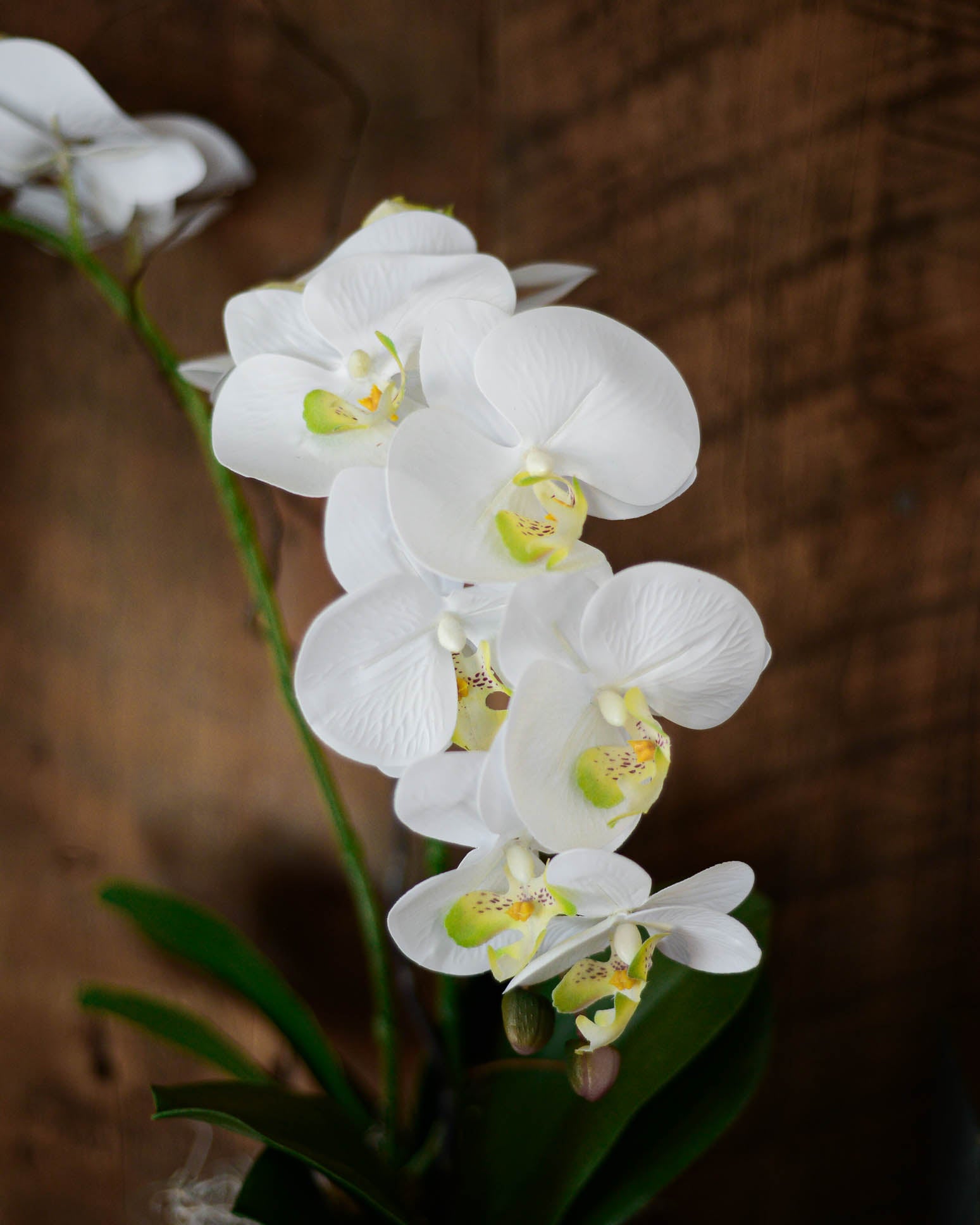 Double White Phalaenopsis Orchid Drop In