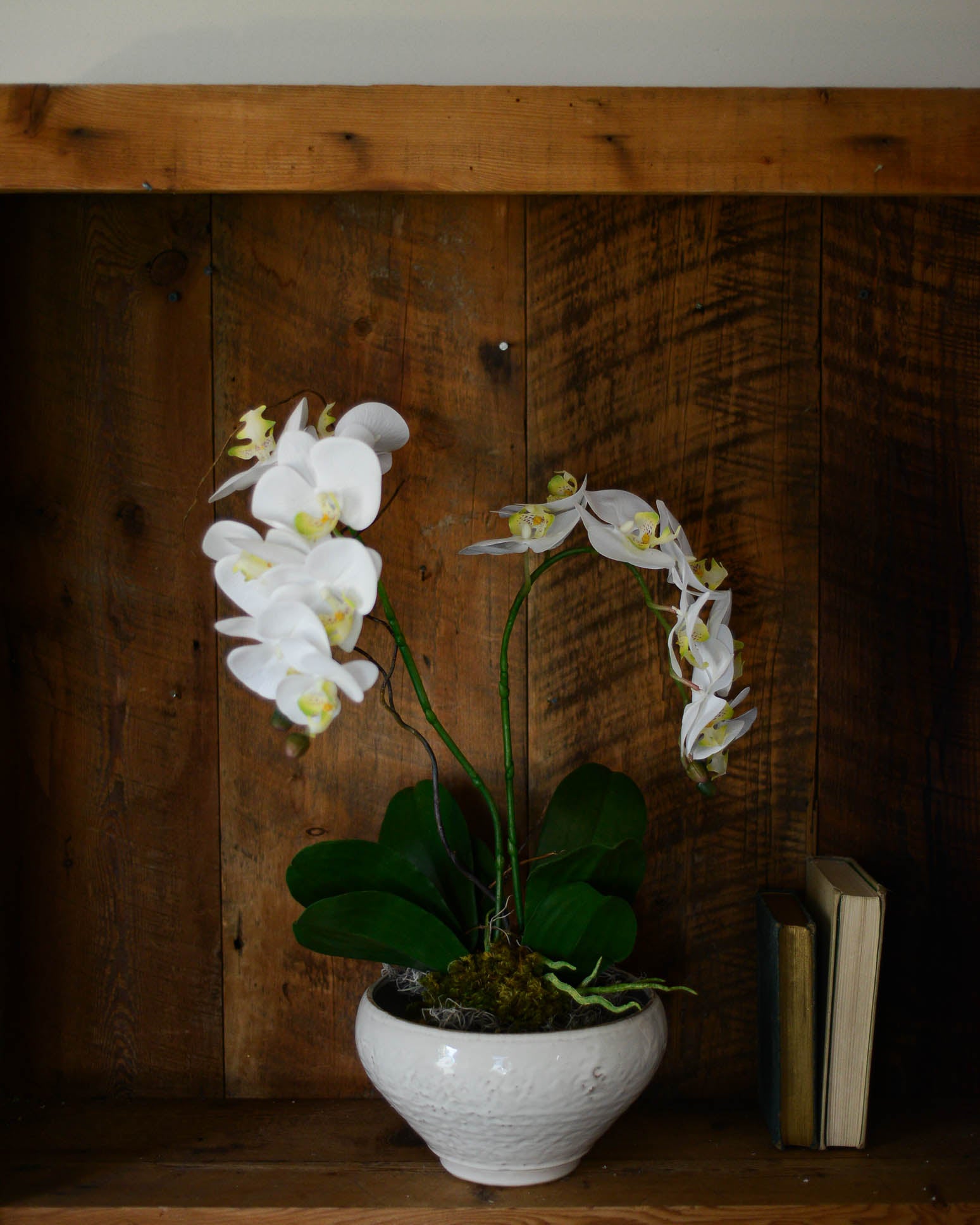 Double White Phalaenopsis Orchid Drop In