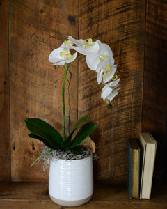 Single White Phalaenopsis Orchid Drop In
