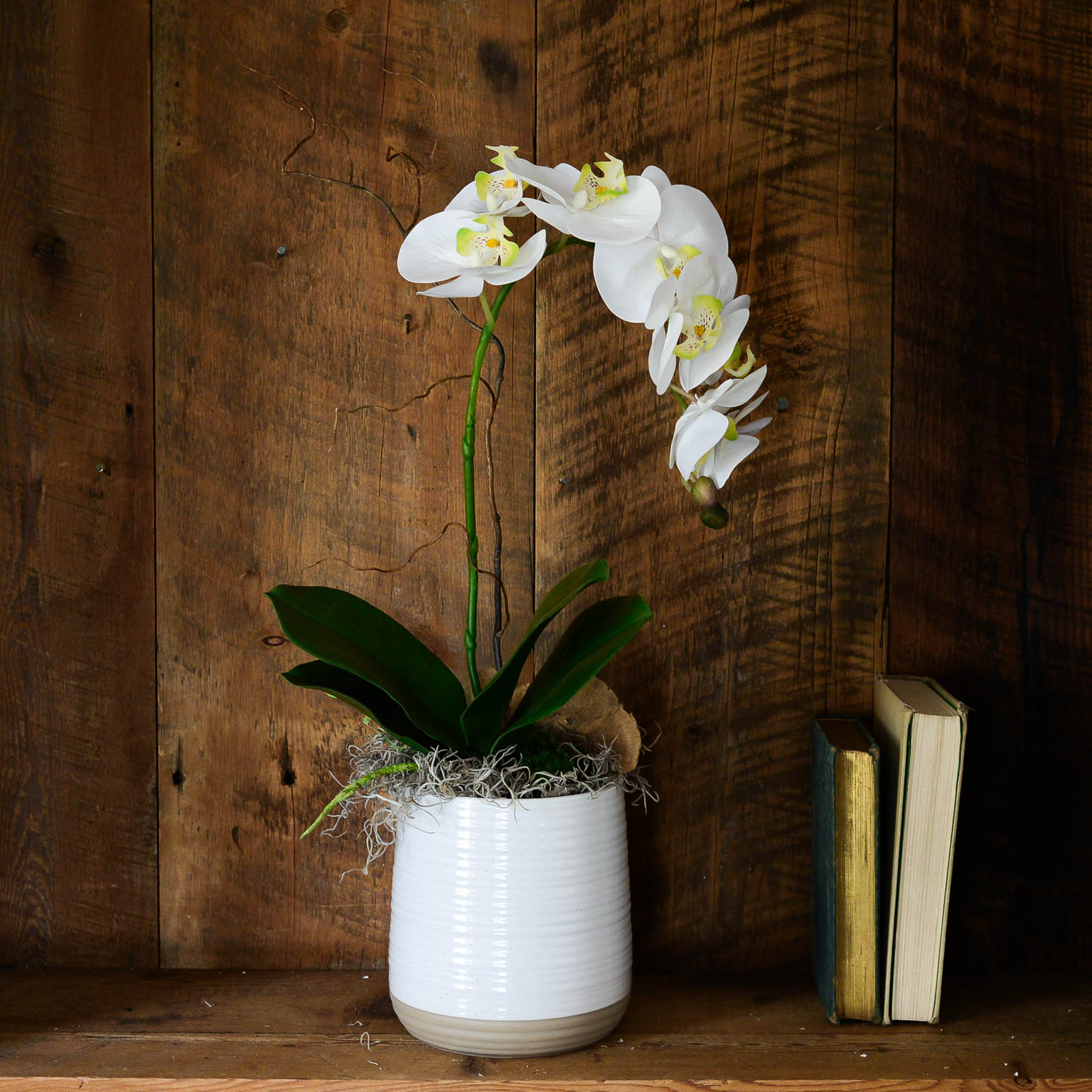 Single White Phalaenopsis Orchid Drop In