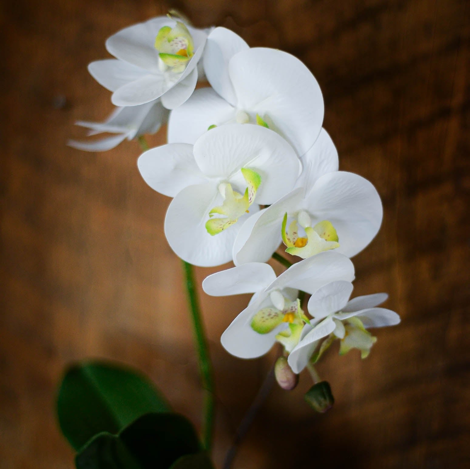 Single White Phalaenopsis Orchid Drop In