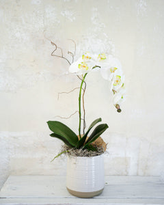 Single White Phalaenopsis Orchid Drop In