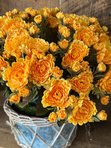 Mum Double Drop In Gold Yellow