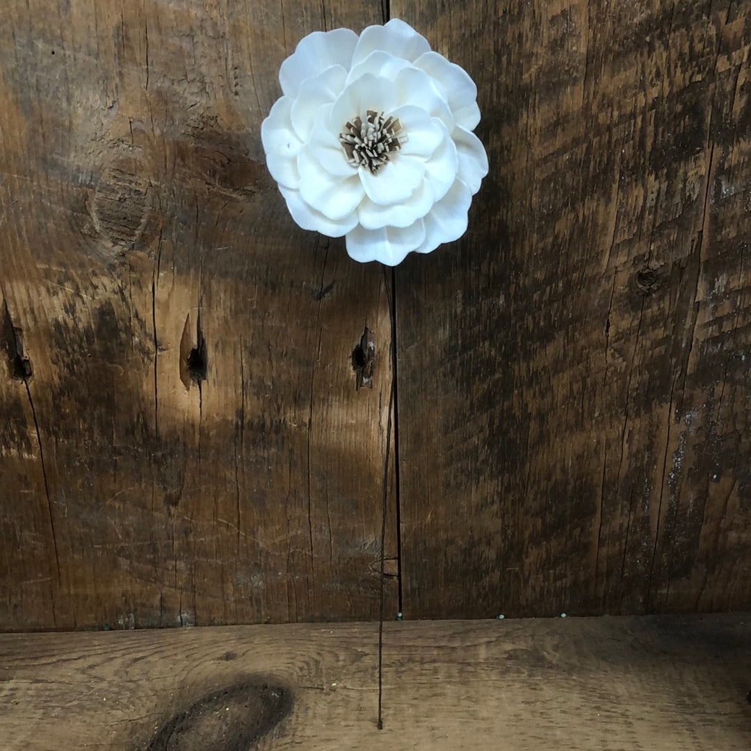 Wood Anemone White Sola Flower