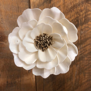 Wood Anemone White Sola Flower