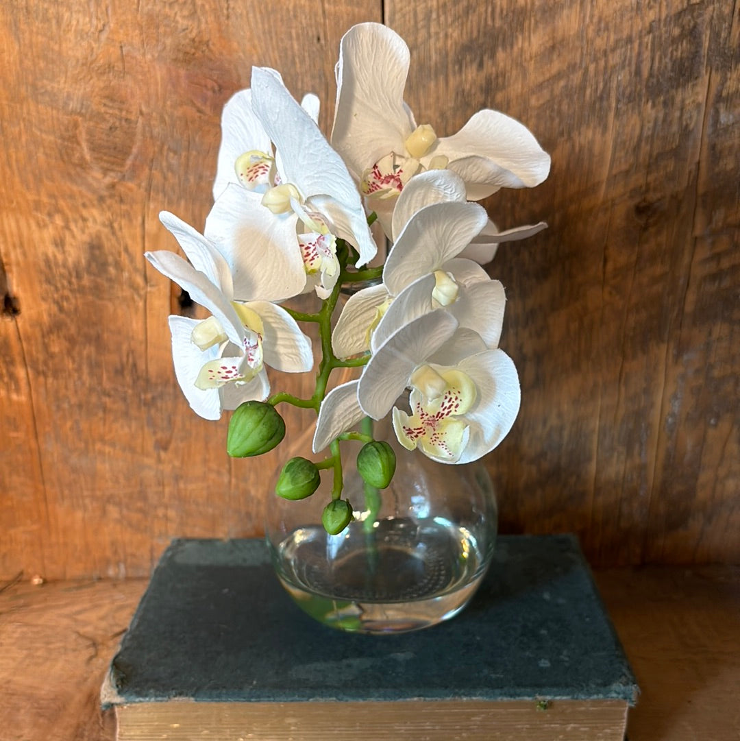 Phalaenopsis White in Glass with Handle