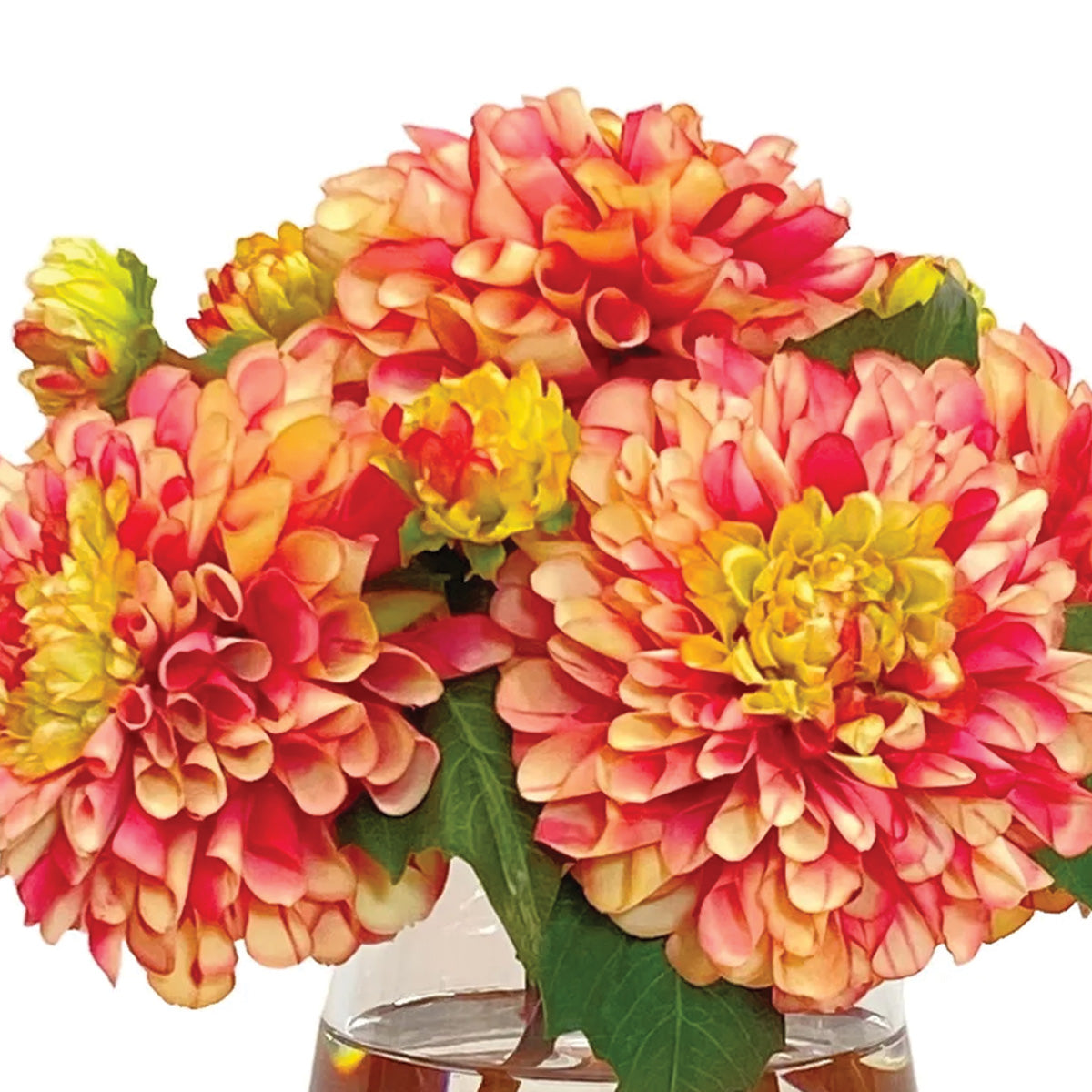Dahlias in Glass Vase