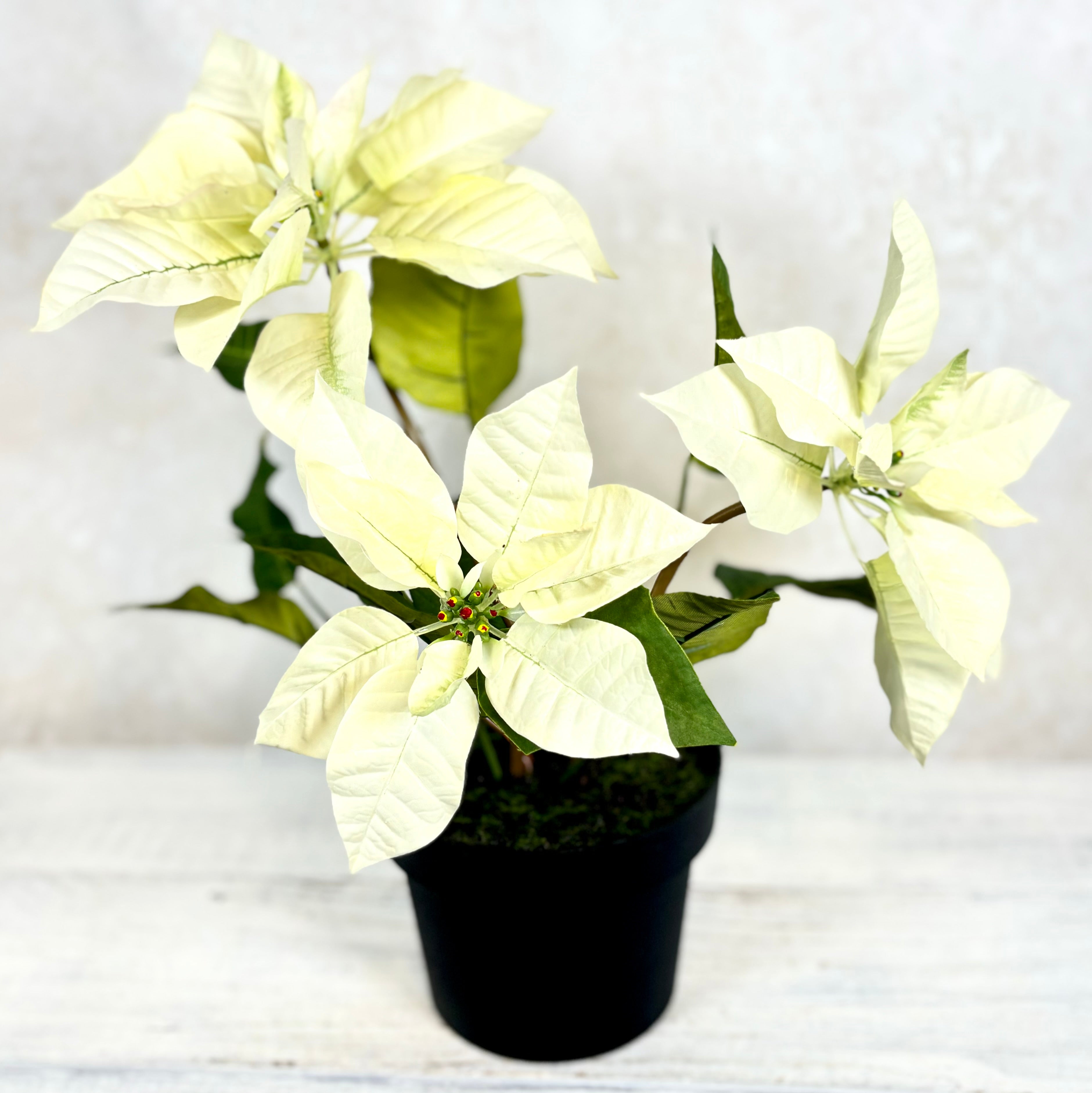 Potted Classic White Poinsettia