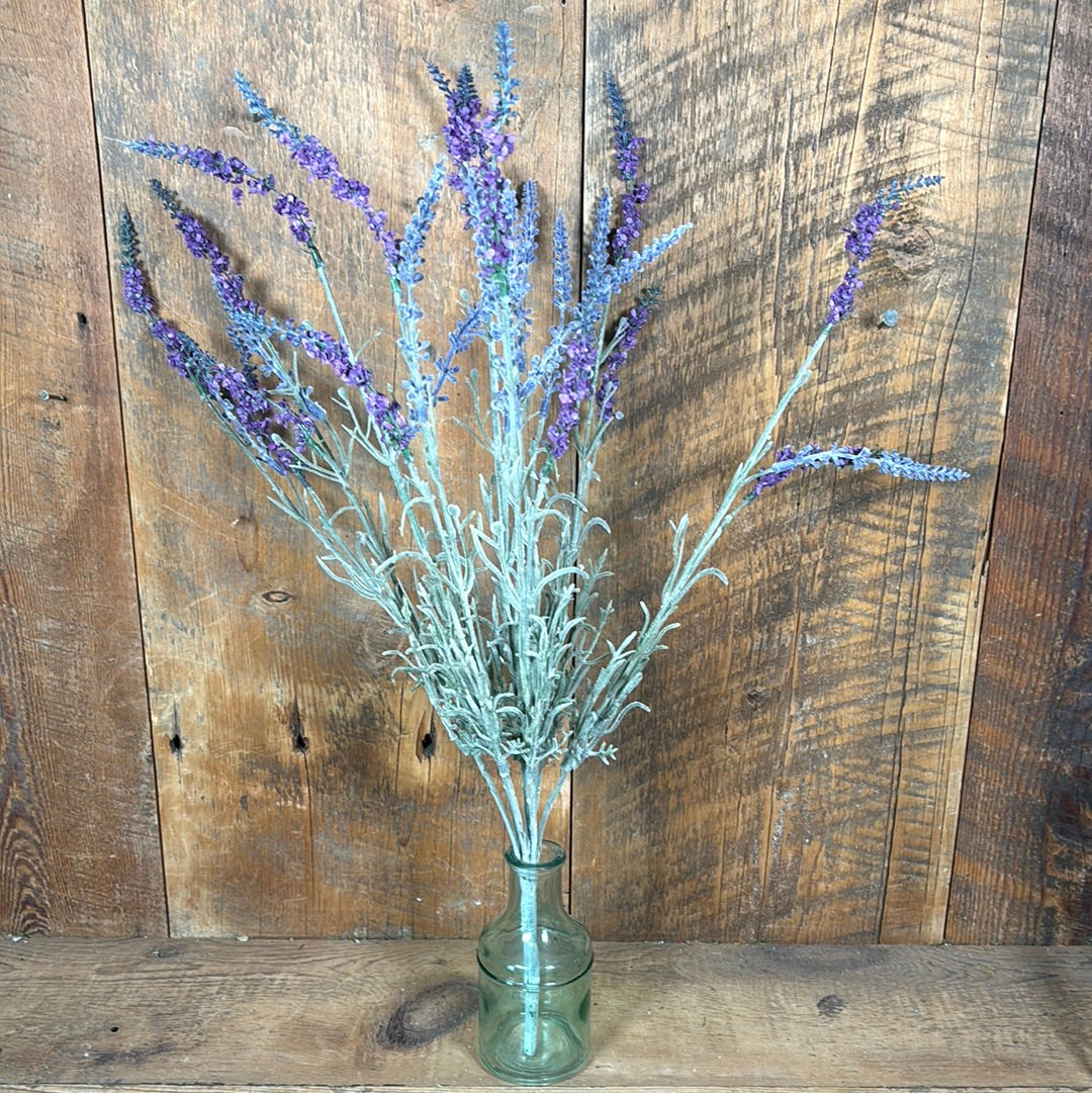 English Lavender Bush