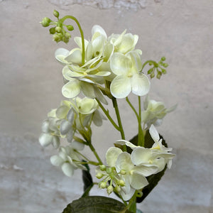 Lacecap White Hydrangea Bush
