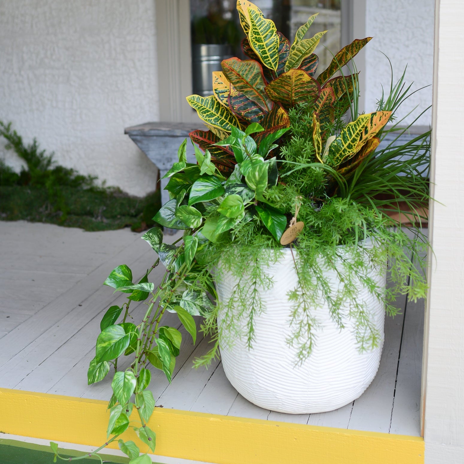 Mixed Greens and Croton Planter Drop In