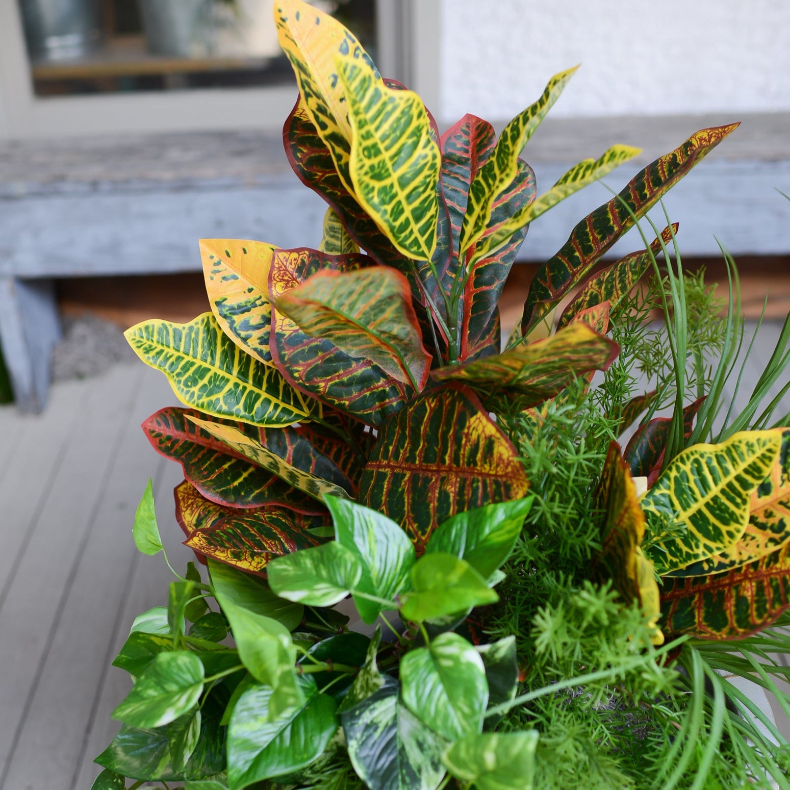 Mixed Greens and Croton Planter Drop In