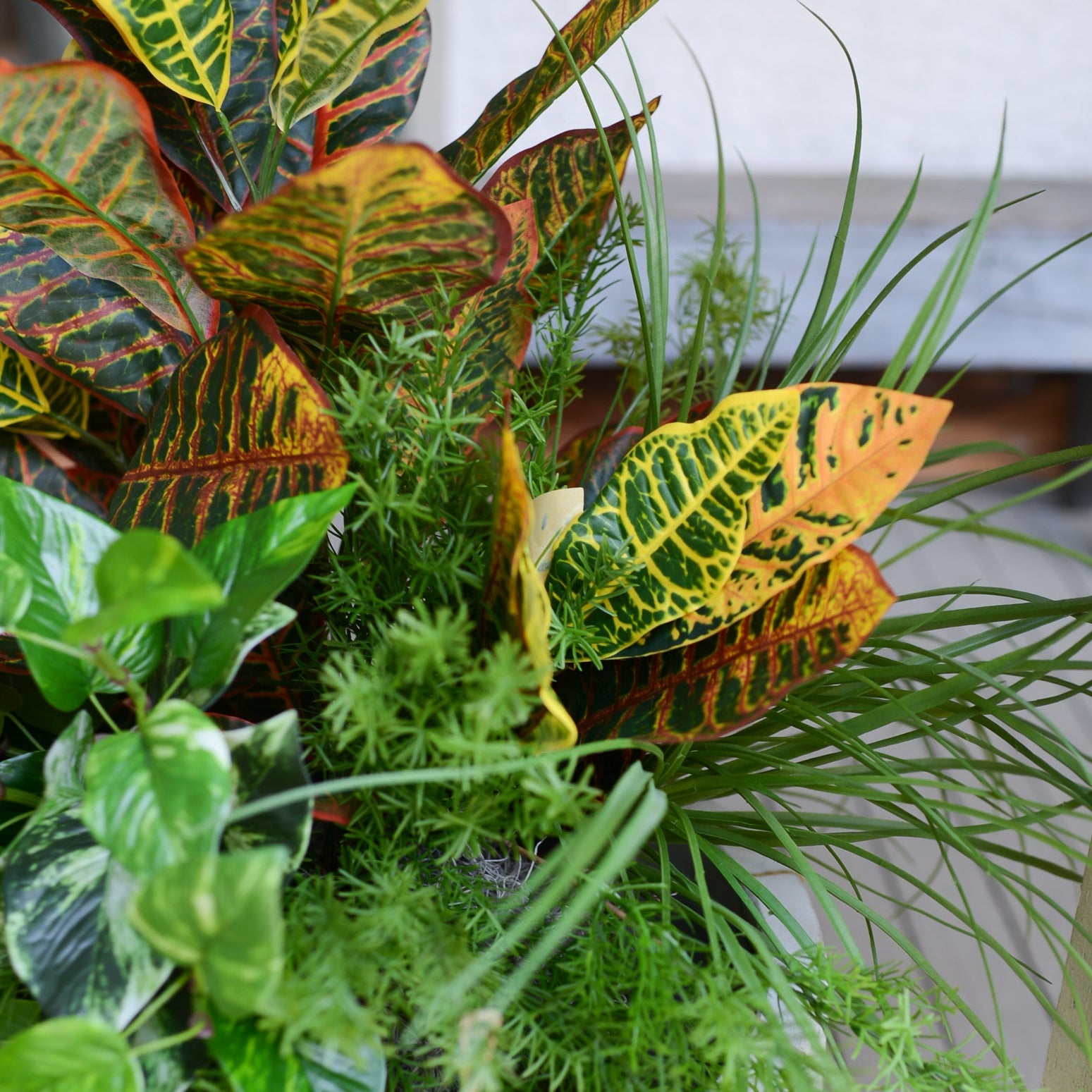 Mixed Greens and Croton Planter Drop In