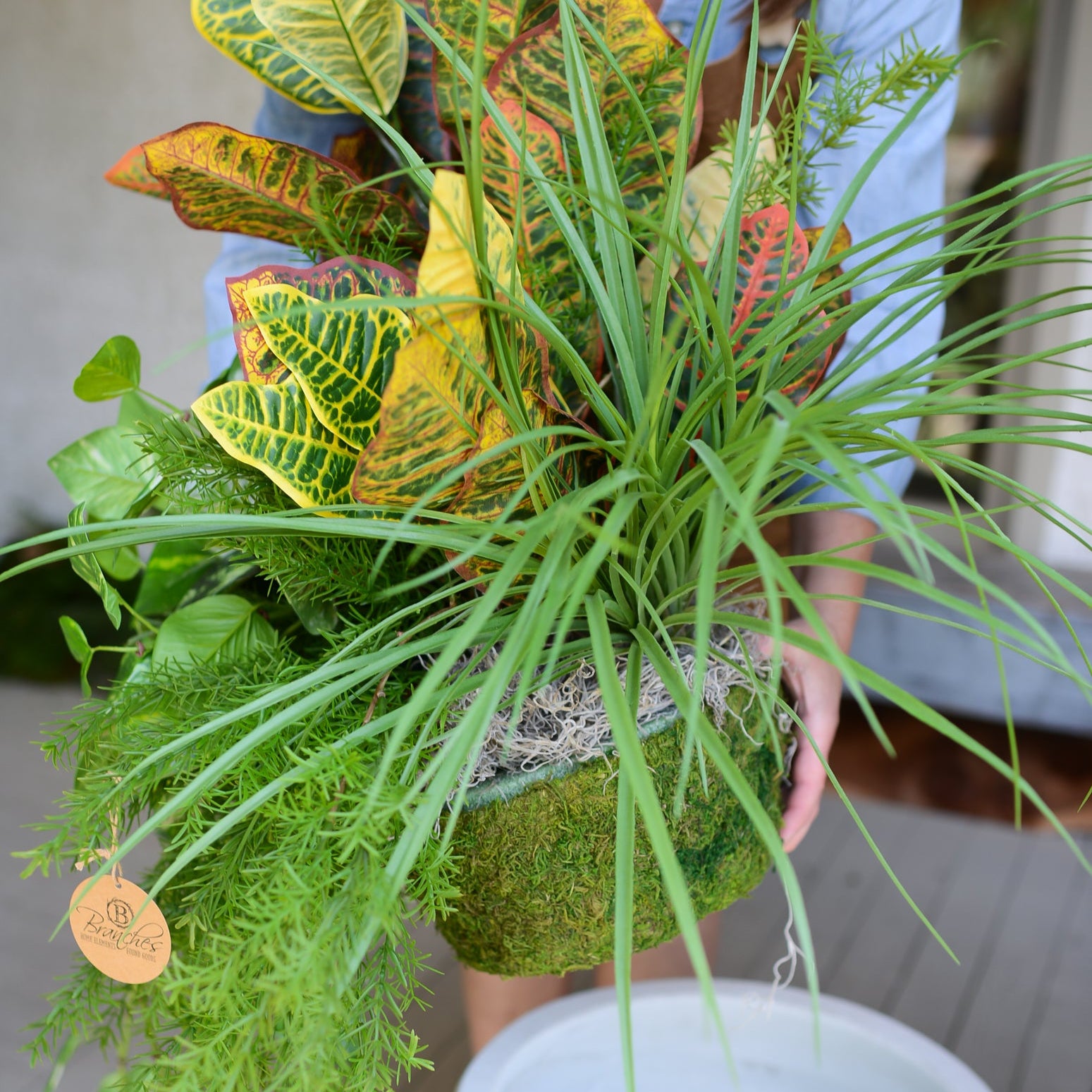 Mixed Greens and Croton Planter Drop In