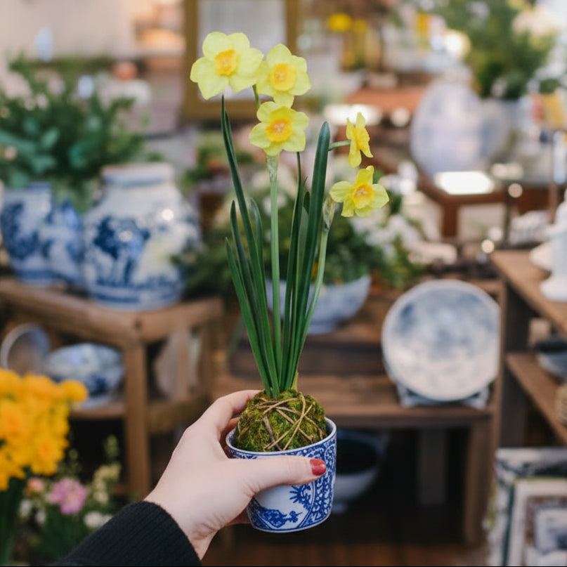 Yellow Paperwhite Daffodil Moss Ball Drop In