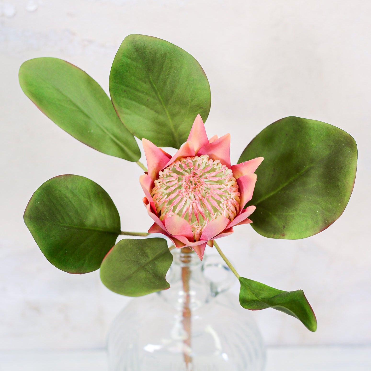 King Protea Mauve Bloom Stem