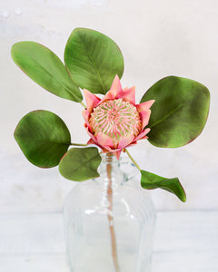 King Protea Mauve Bloom Stem