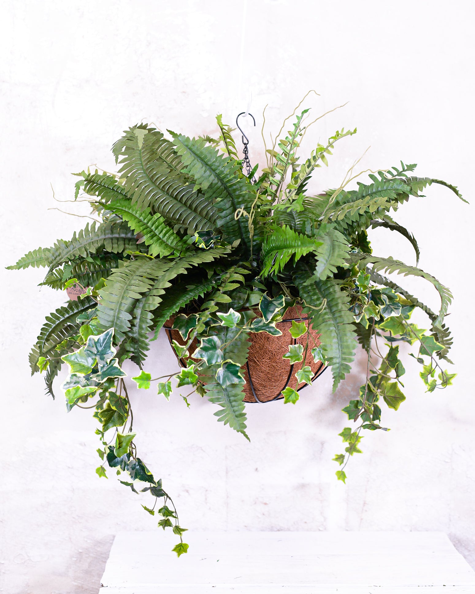 Boston Fern and Ivy Hanging Basket with Chain