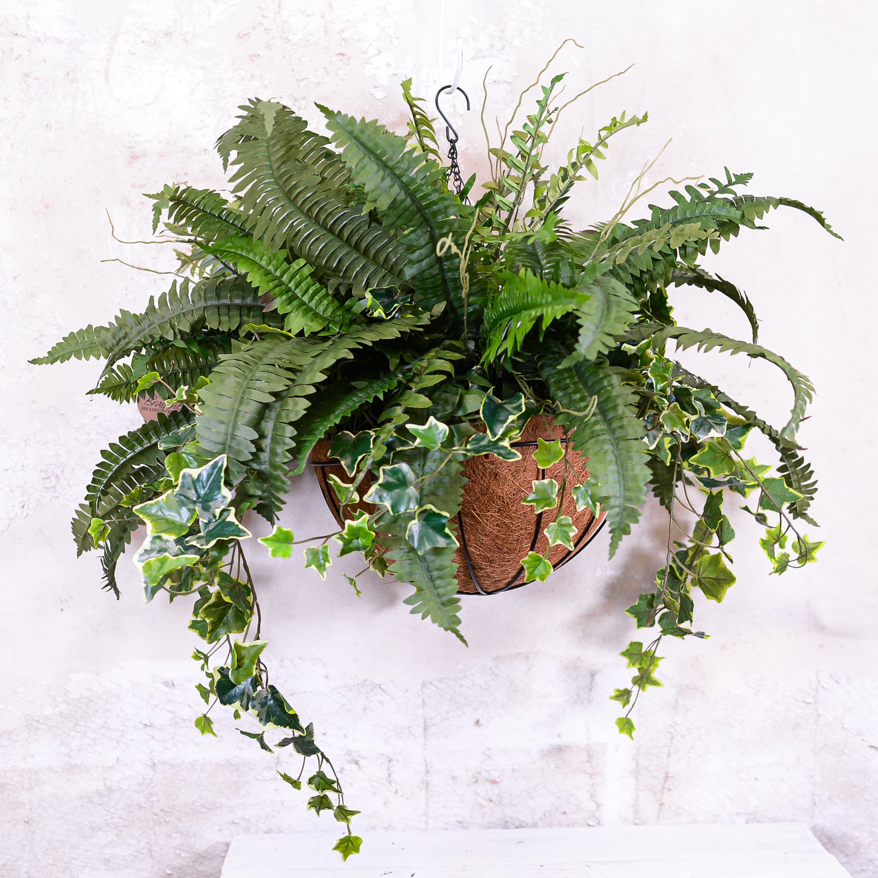 Boston Fern and Ivy Hanging Basket with Chain