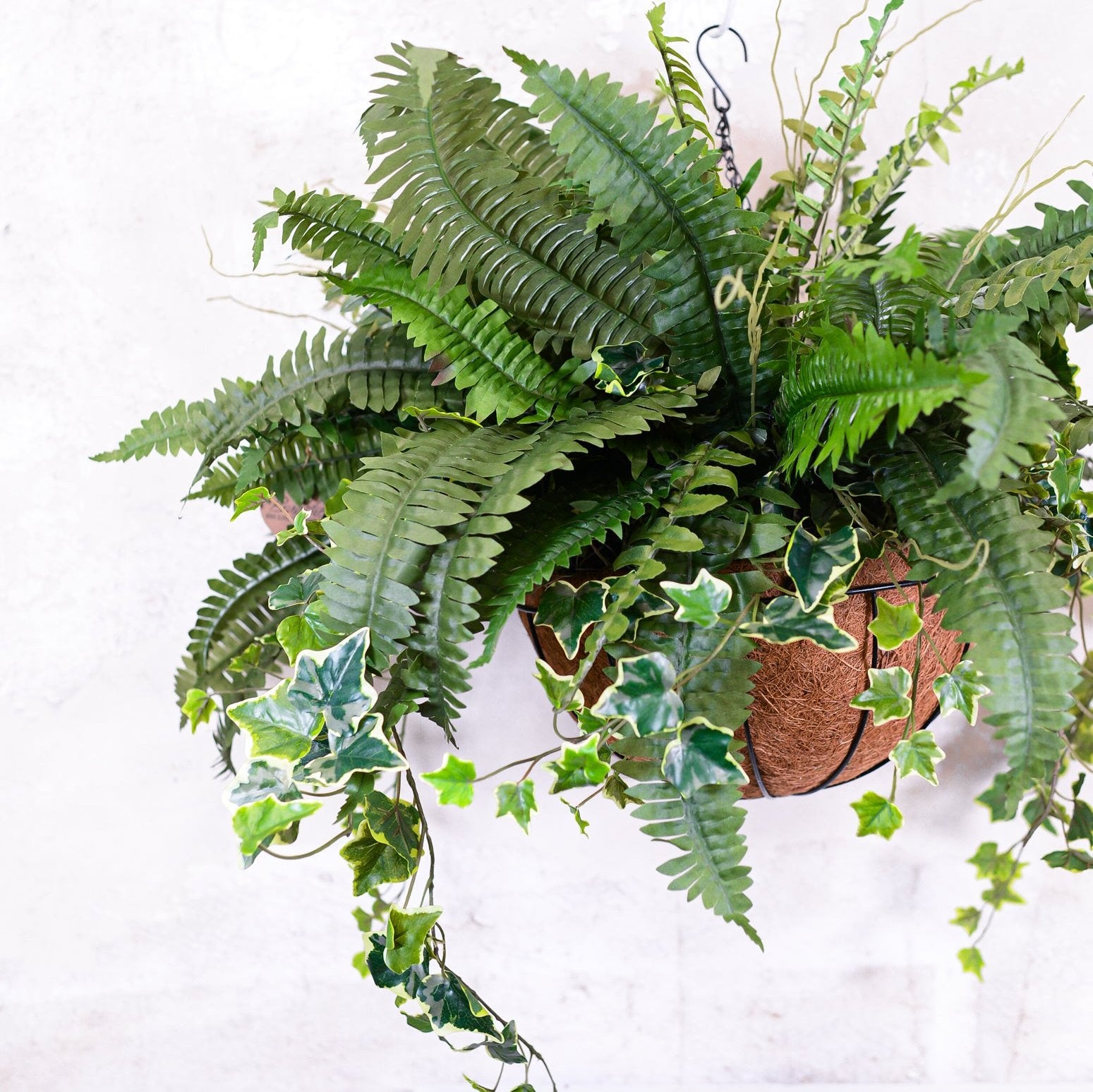 Boston Fern and Ivy Hanging Basket with Chain