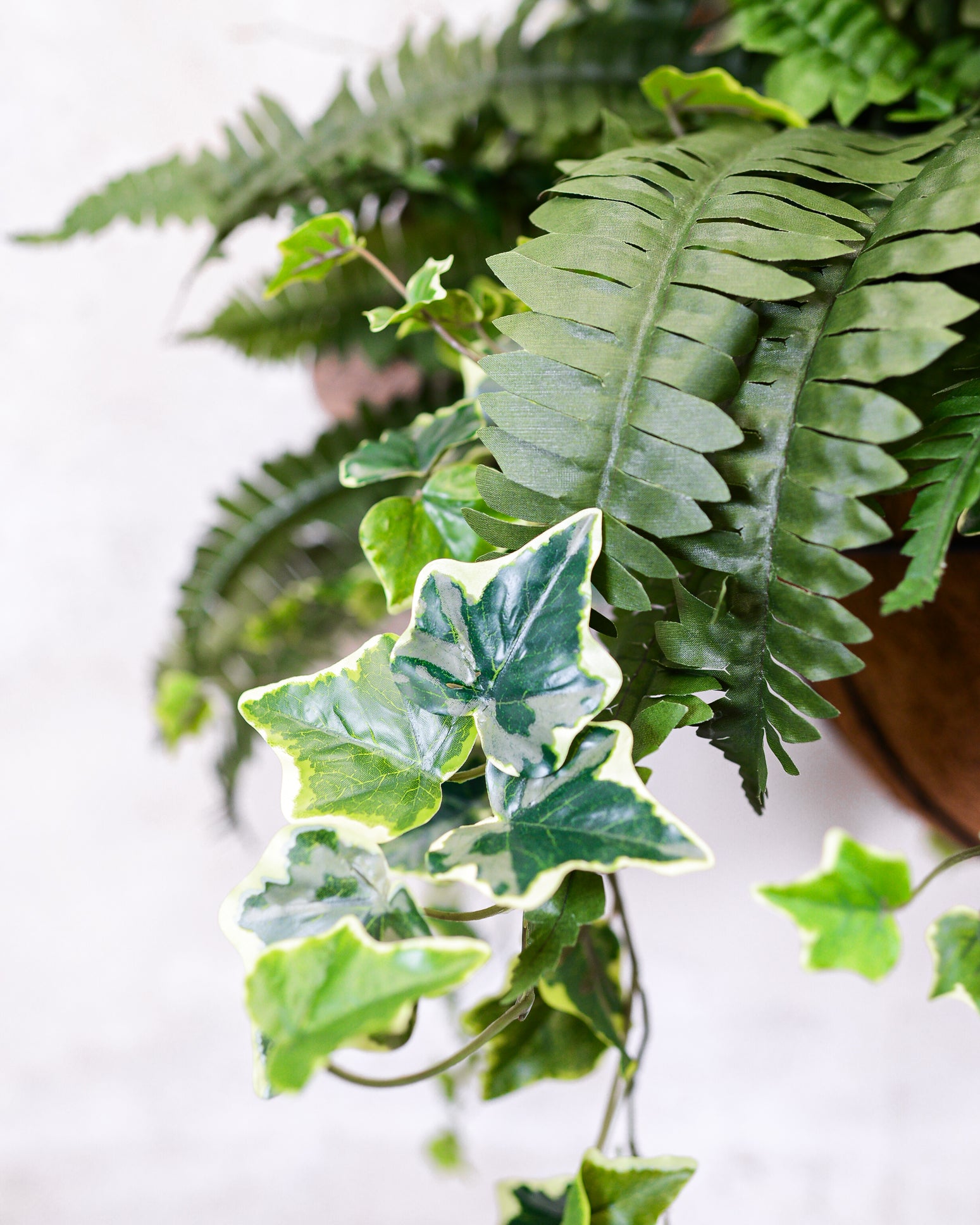 Boston Fern and Ivy Hanging Basket with Chain