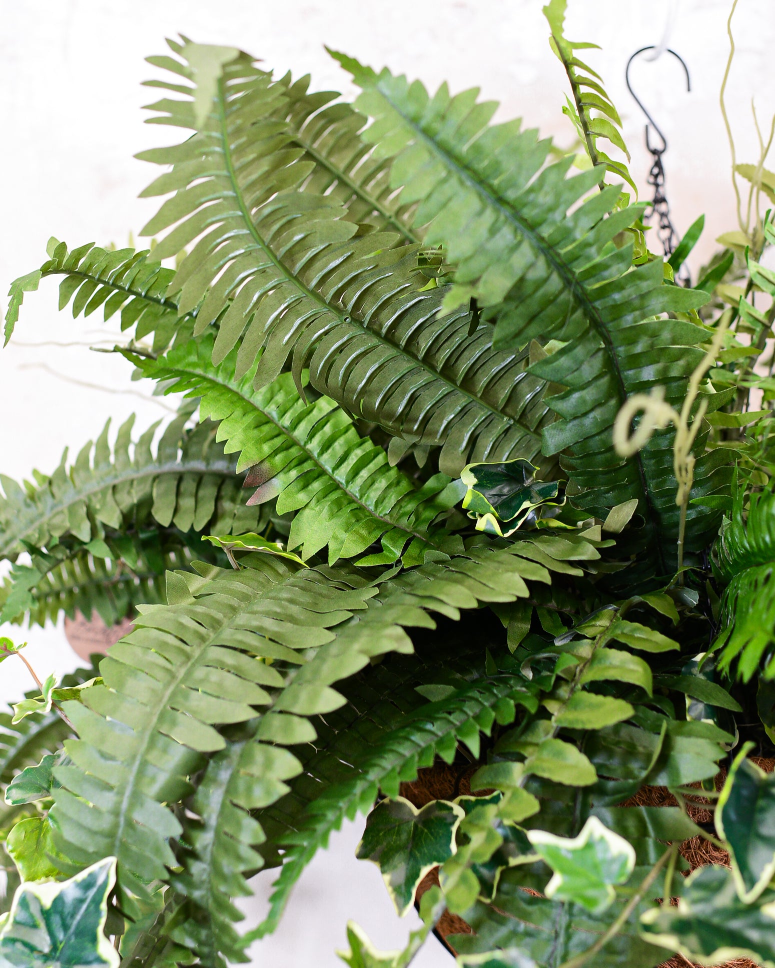 Boston Fern and Ivy Hanging Basket with Chain