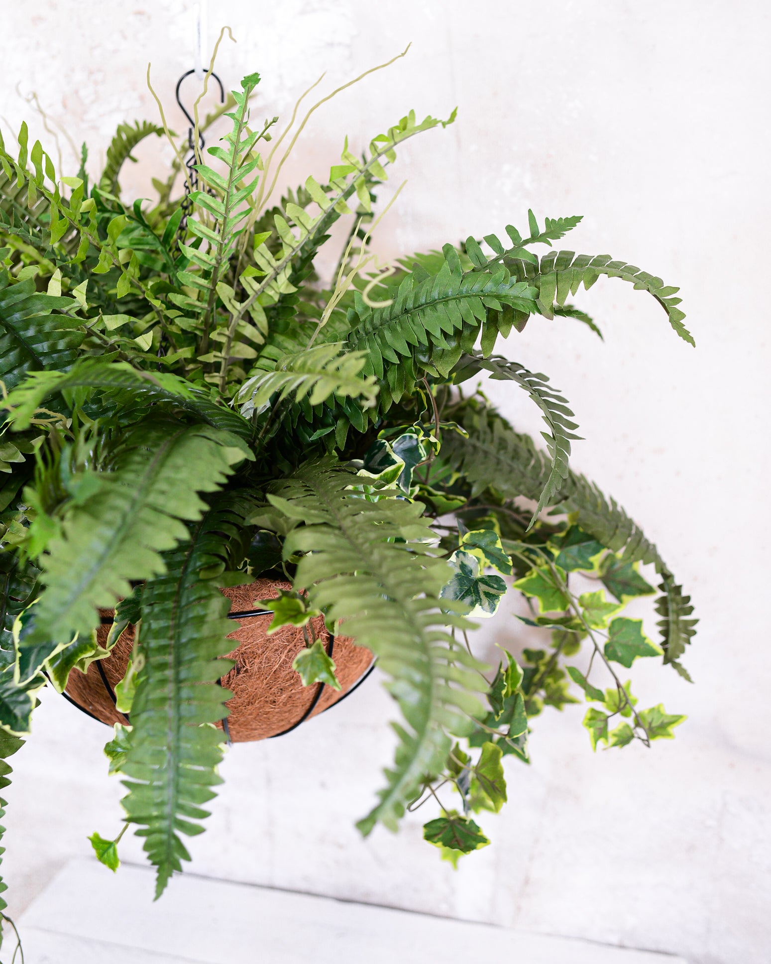 Boston Fern and Ivy Hanging Basket with Chain