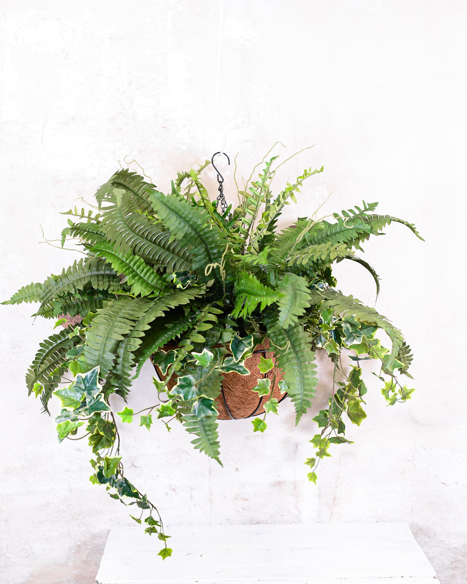 Boston Fern and Ivy Hanging Basket with Chain