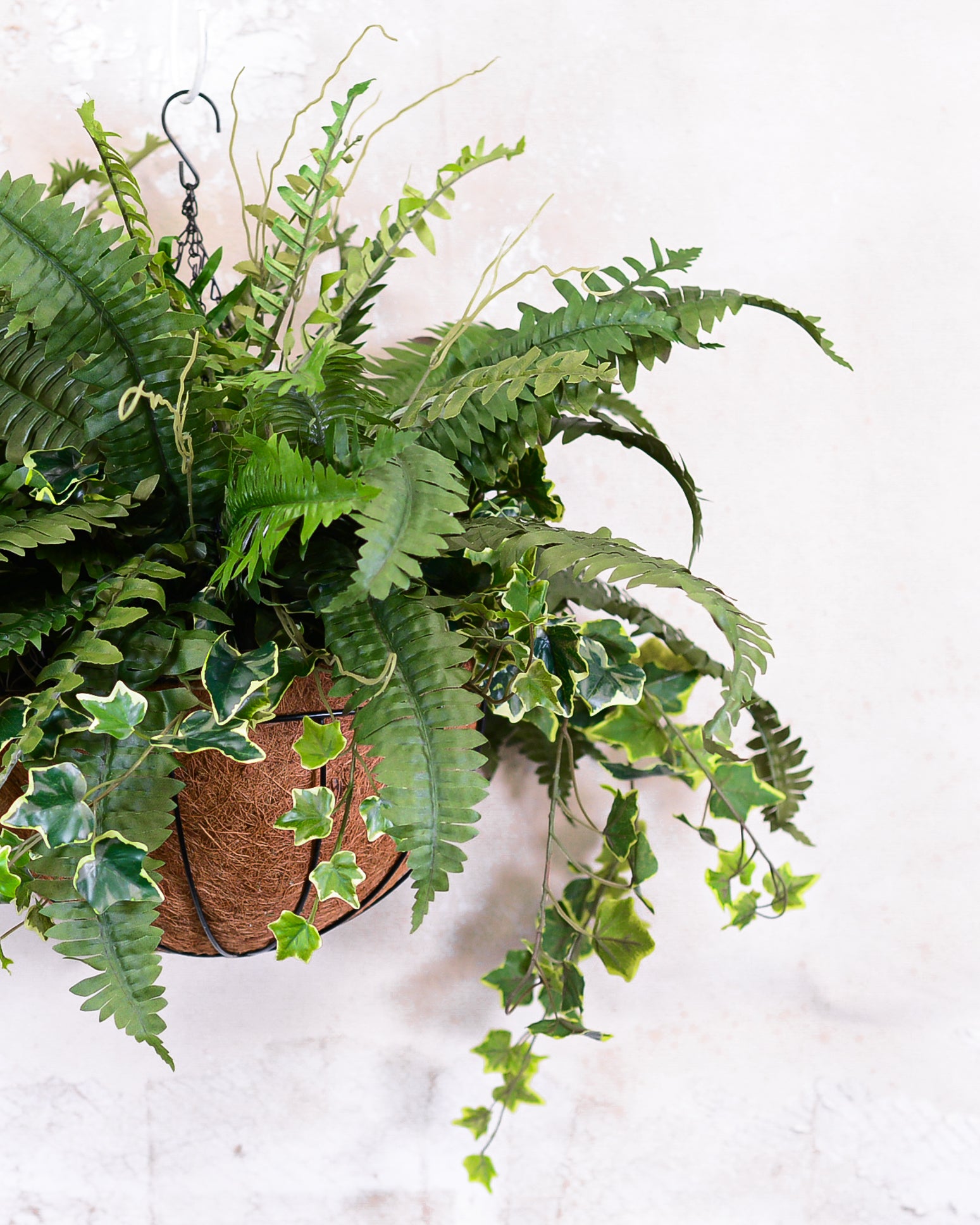 Boston Fern and Ivy Hanging Basket with Chain