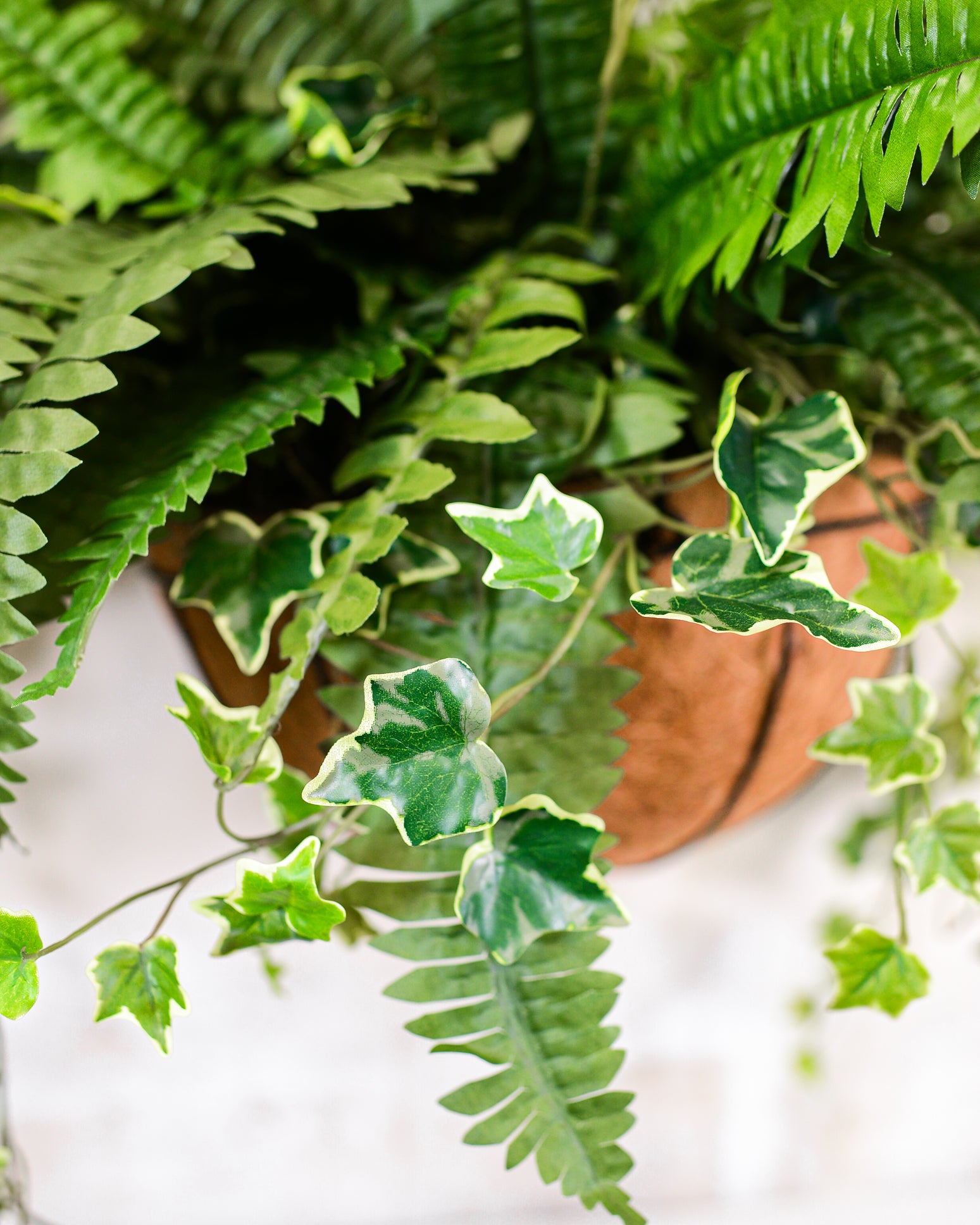 Boston Fern and Ivy Hanging Basket with Chain