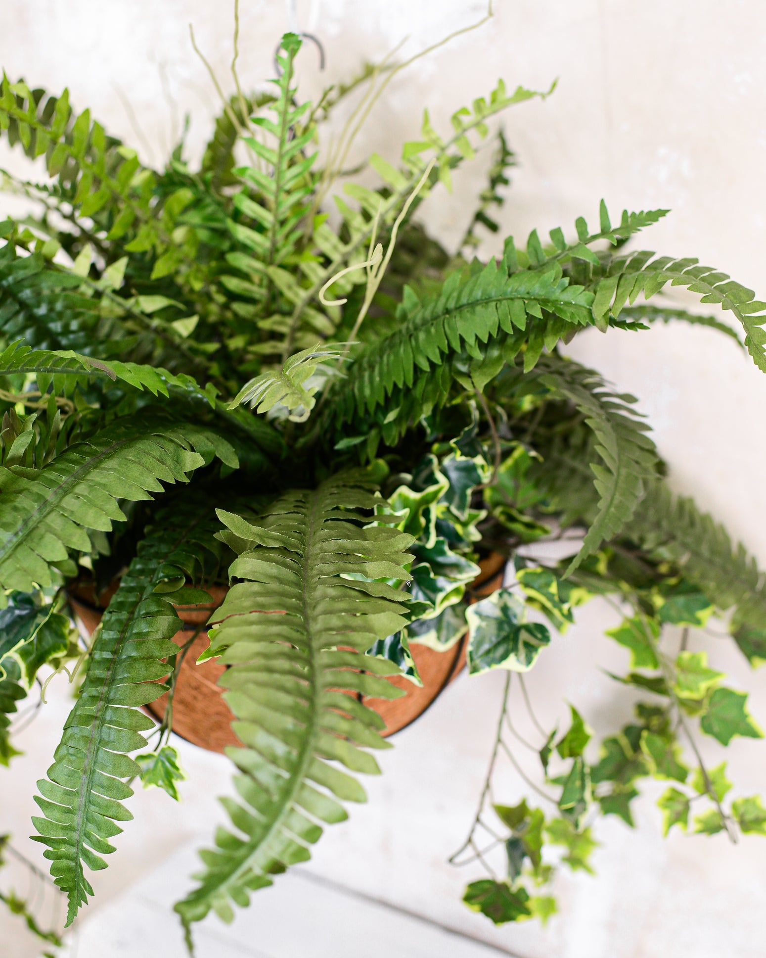 Boston Fern and Ivy Hanging Basket with Chain