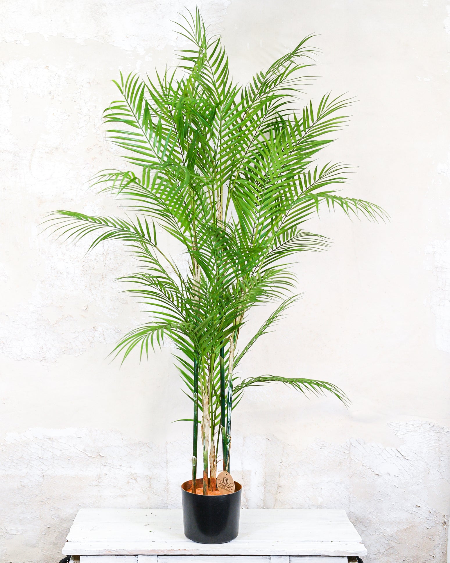Potted Date Palm Tree 4'