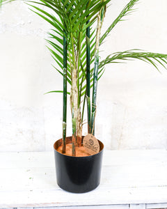 Potted Date Palm Tree 4'