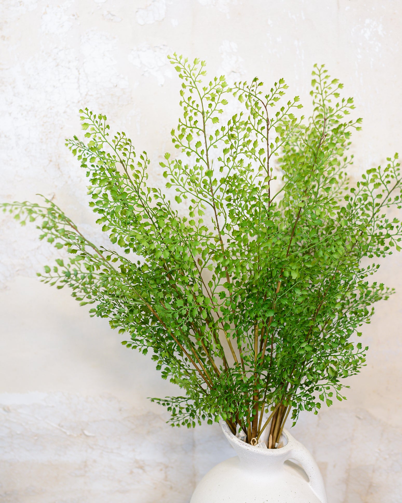 Maidenhair Fern Bundle