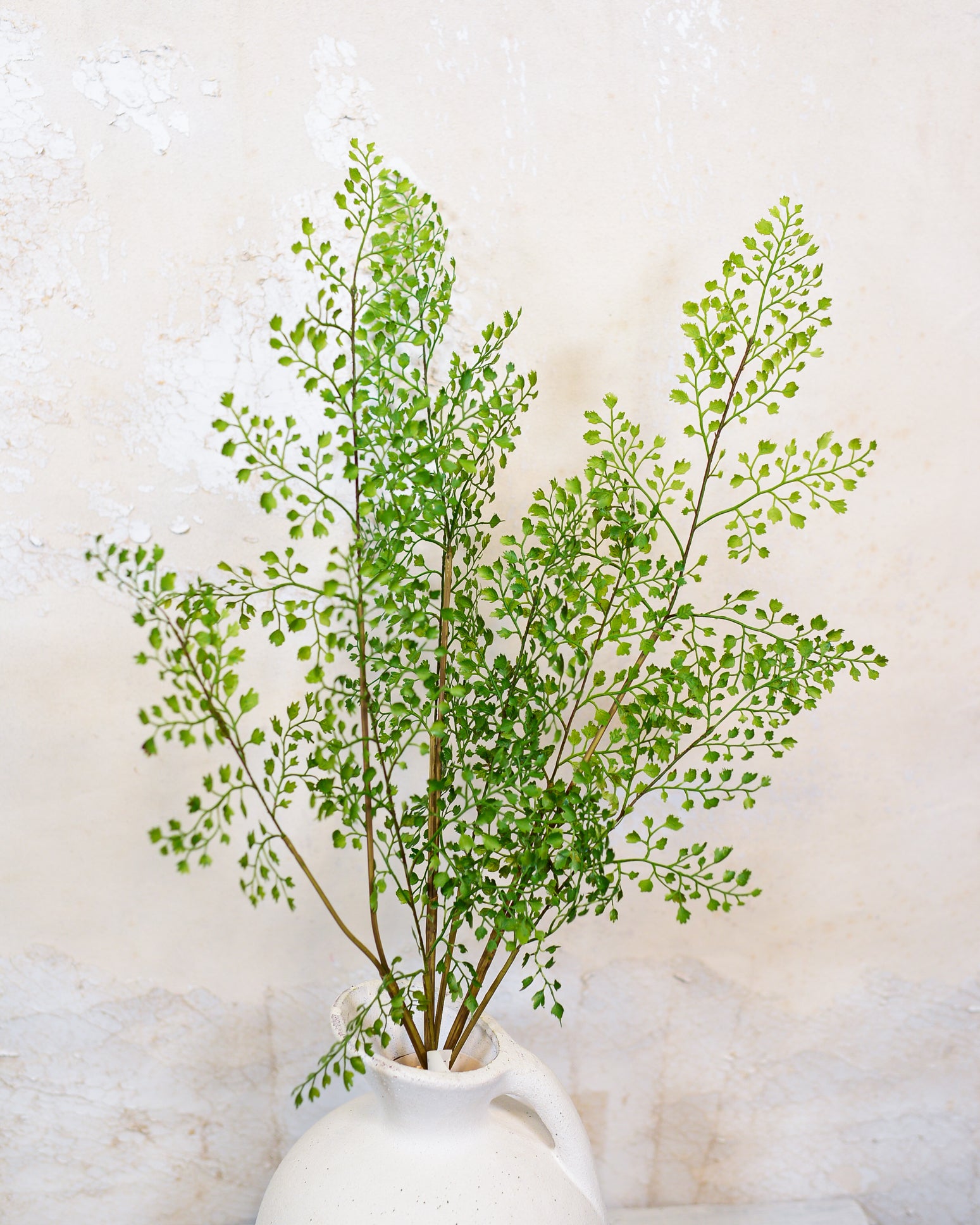 Maidenhair Fern Bundle