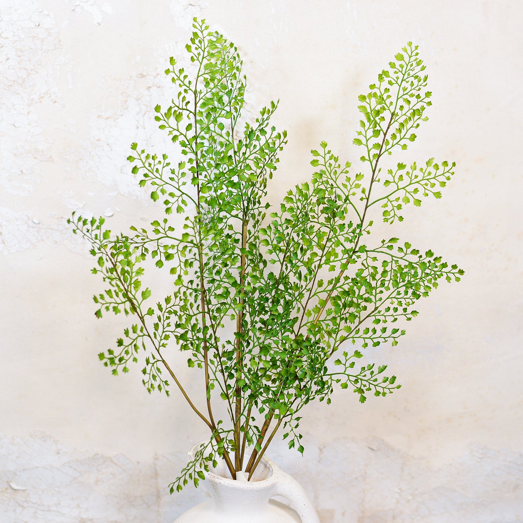 Maidenhair Fern Bundle