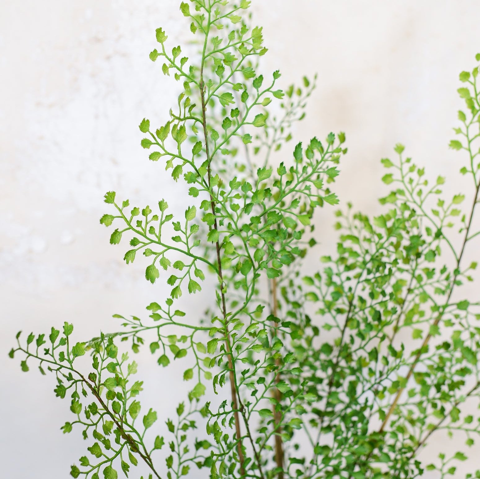 Maidenhair Fern Bundle