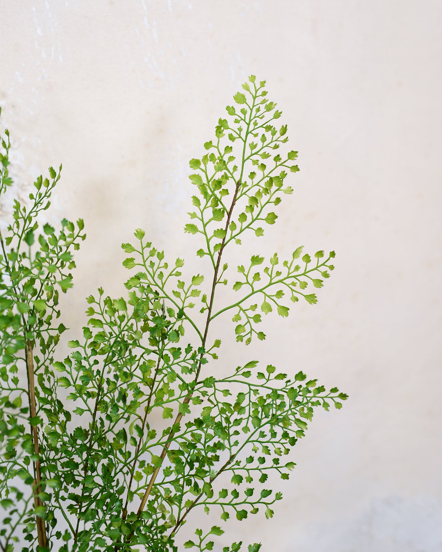 Maidenhair Fern Bundle