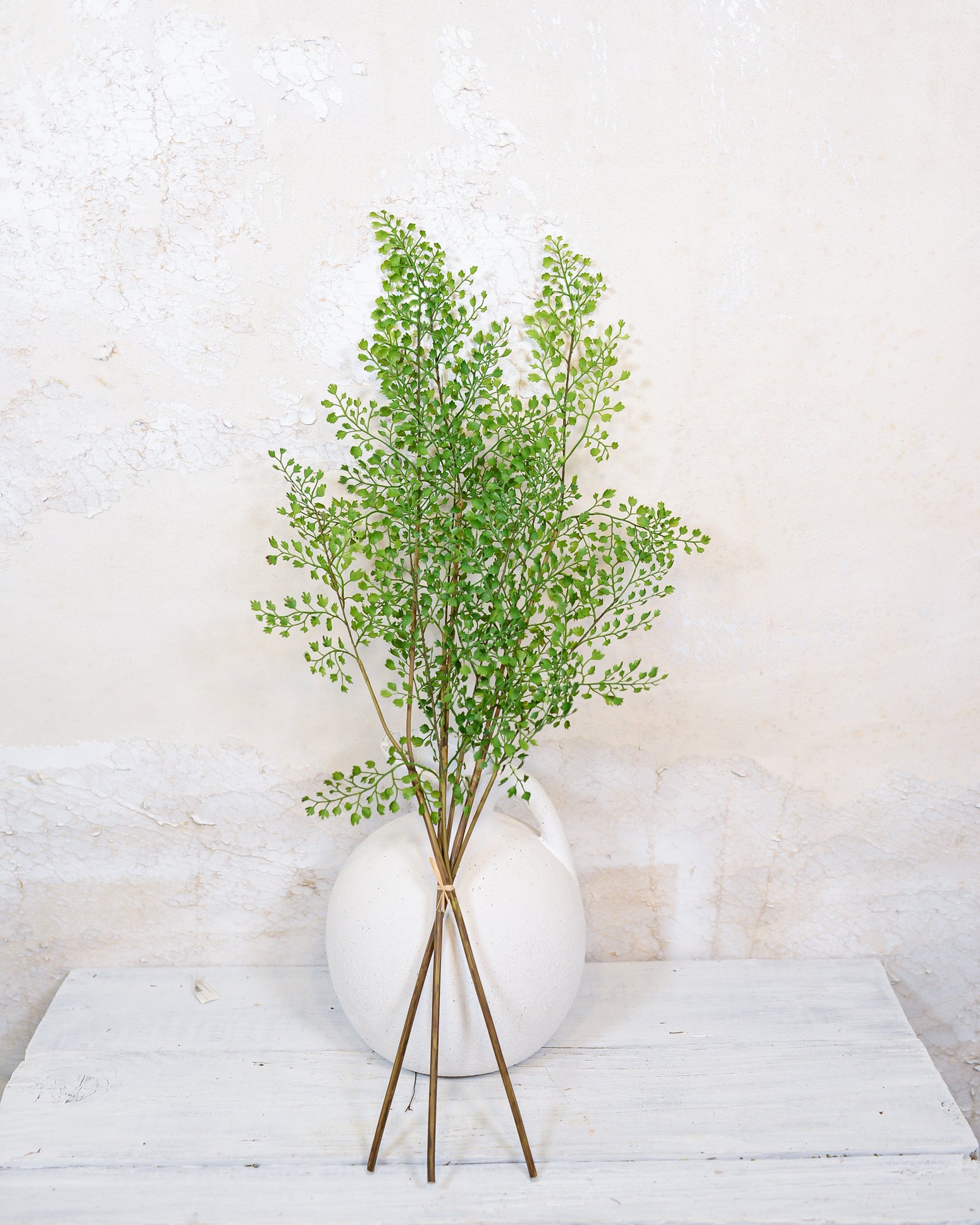 Maidenhair Fern Bundle
