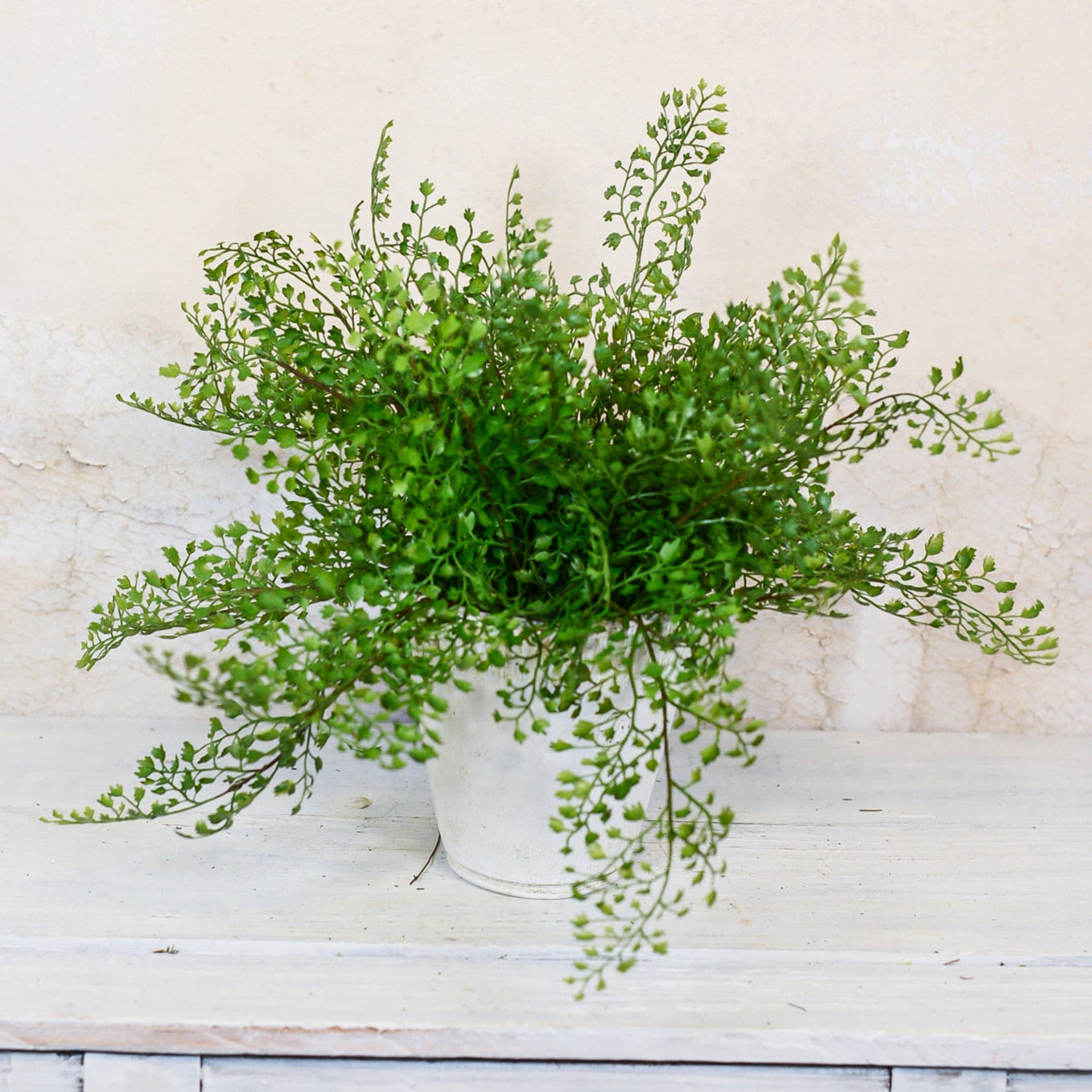 Maidenhair Fern Bush