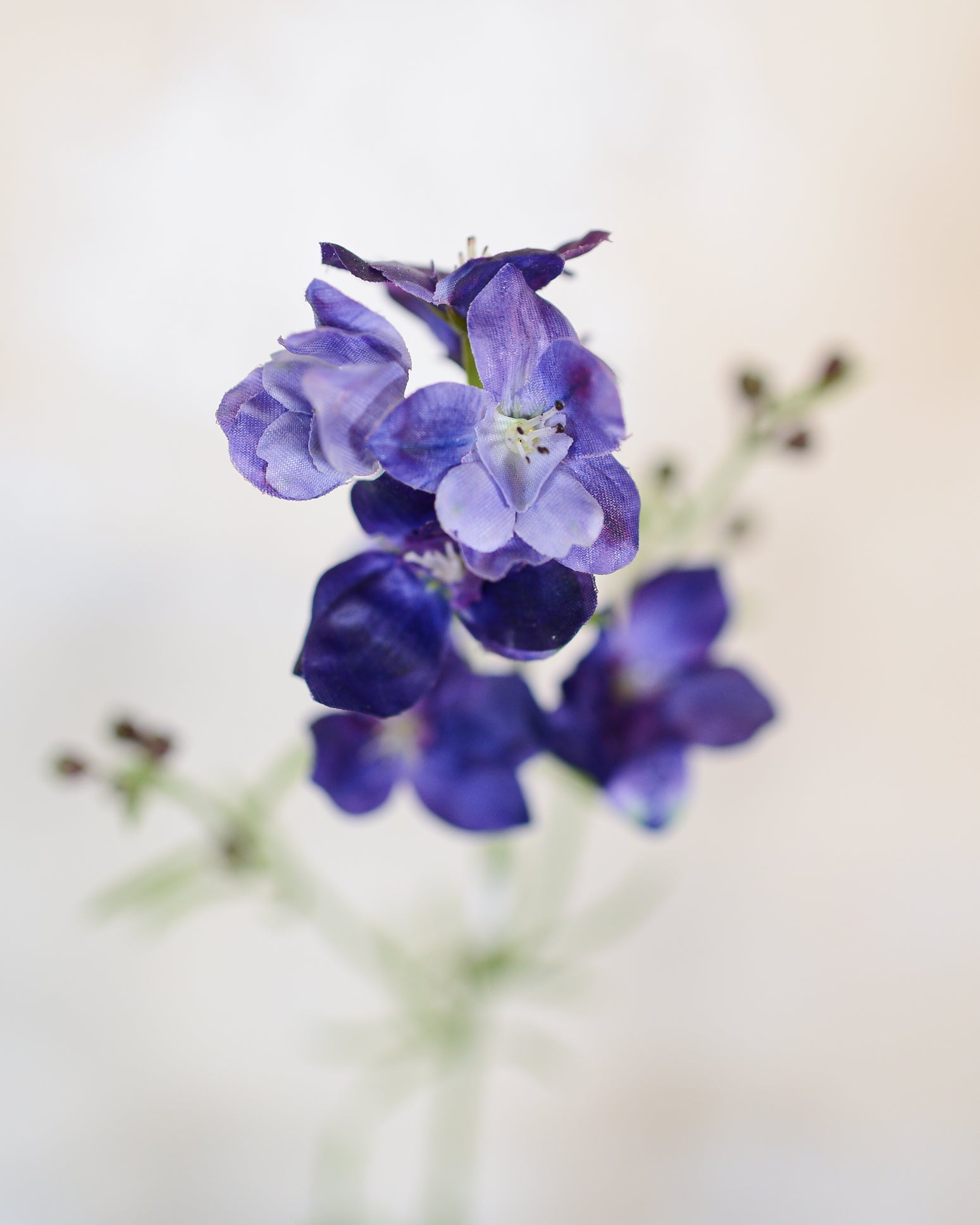 Larkspur Purple Blue Spray Stem