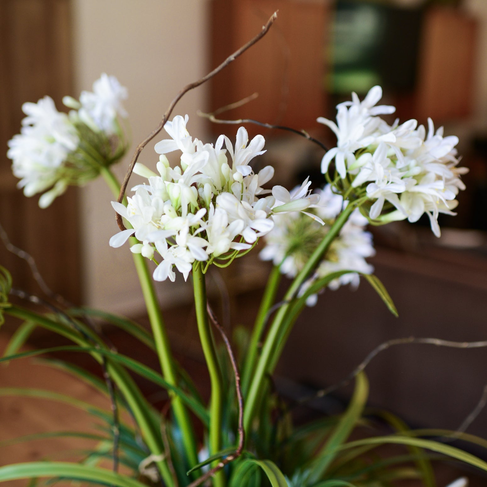 Deluxe White Agapanthus Drop-In