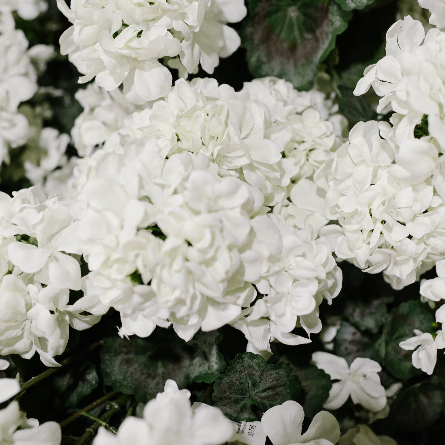 White Geranium Bush Stem
