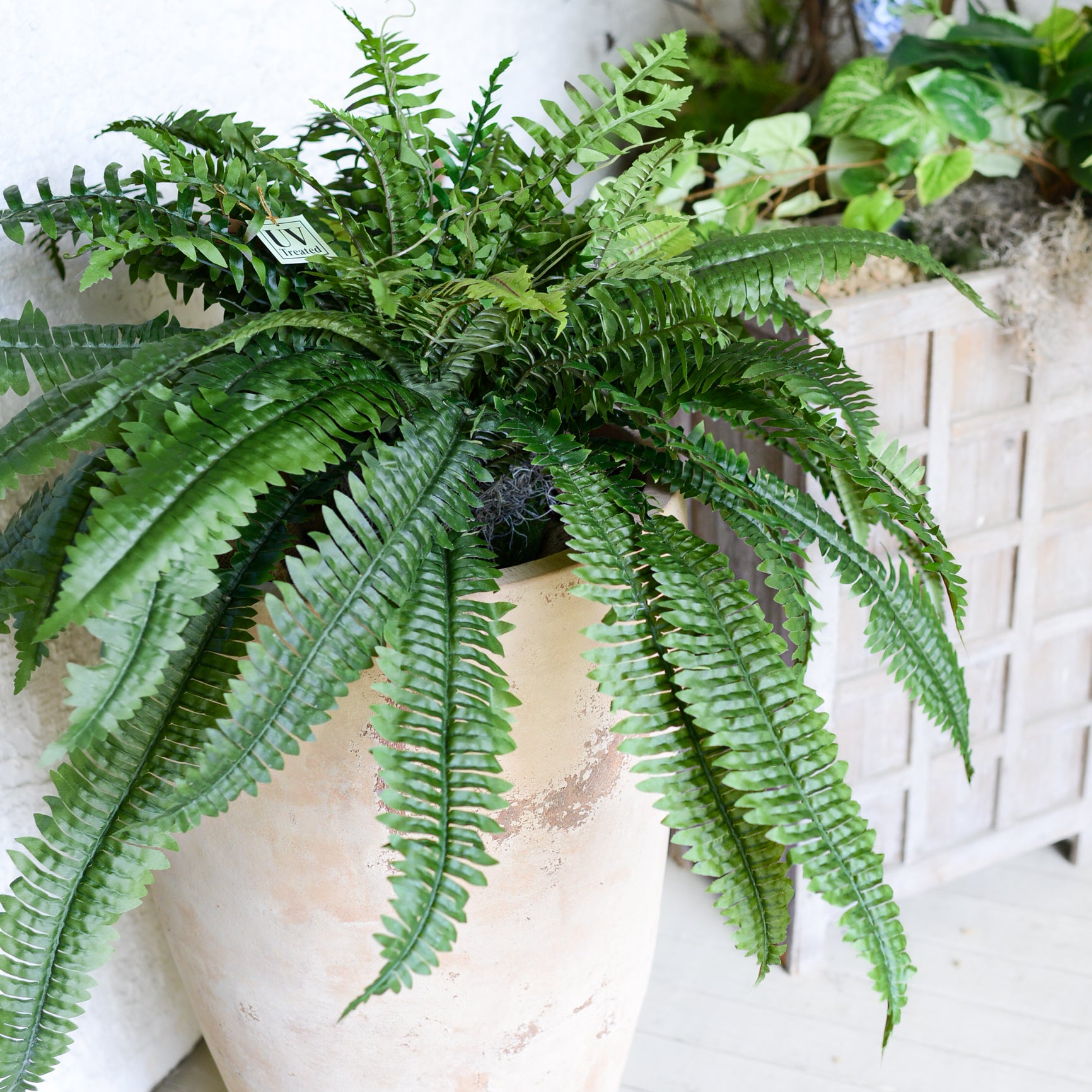 Boston Estate Fern UV Large Drop In