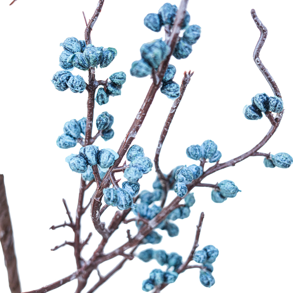 Thicket Blueberry Spray