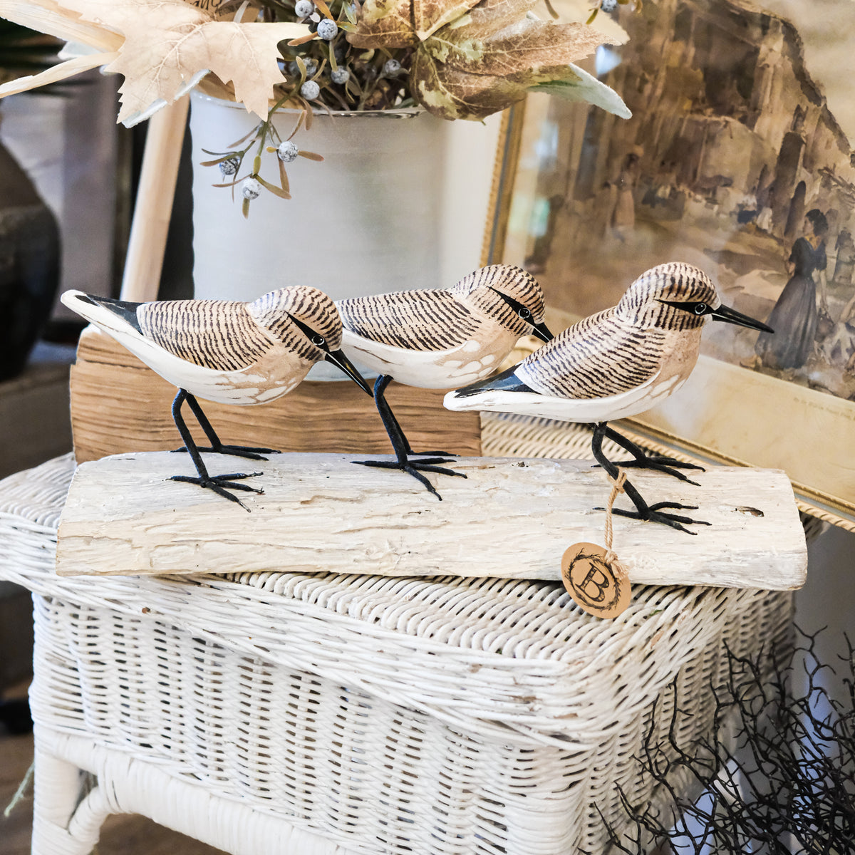 Three Brown Sandpipers on Log